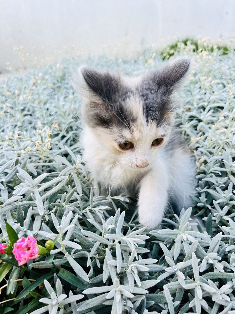 Котята, кошенята, котики, в добрі руки, в хорошие руки