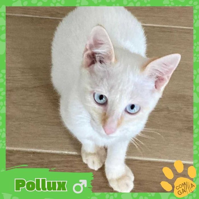 Bebes resgatados que procuram uma familia