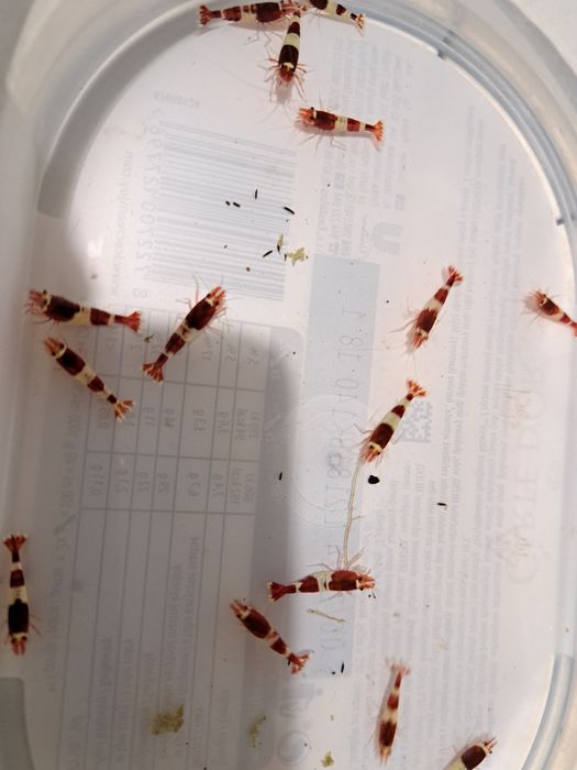 Krewetka Taiwan Wine Red