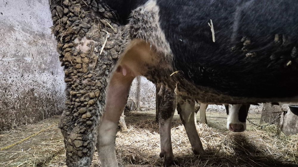 Jałowice wysokocielne  2 sztuki HF termin 4 i 16 styczeń 2026