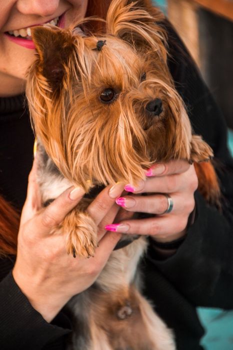 Міні Йорк- вязка