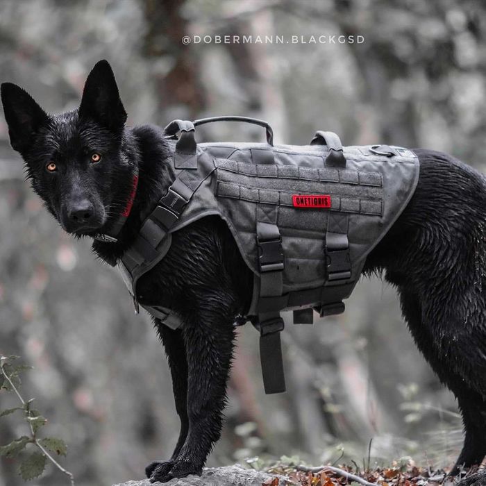 OneTigris Uprząż dla psa, X Destroyer, taktyczna regulowana