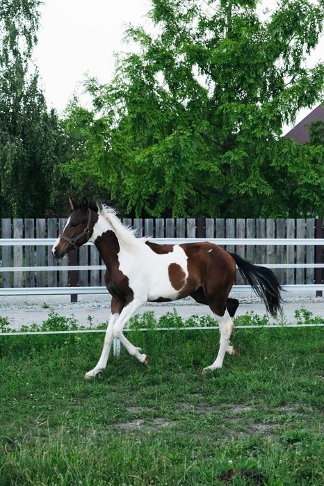 Ogierek srokaty wielkopolski