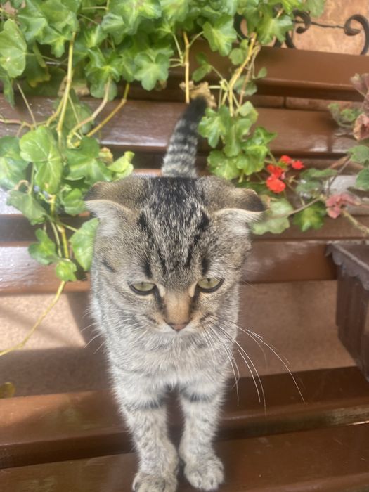 Віддам в добрі руки кішечку