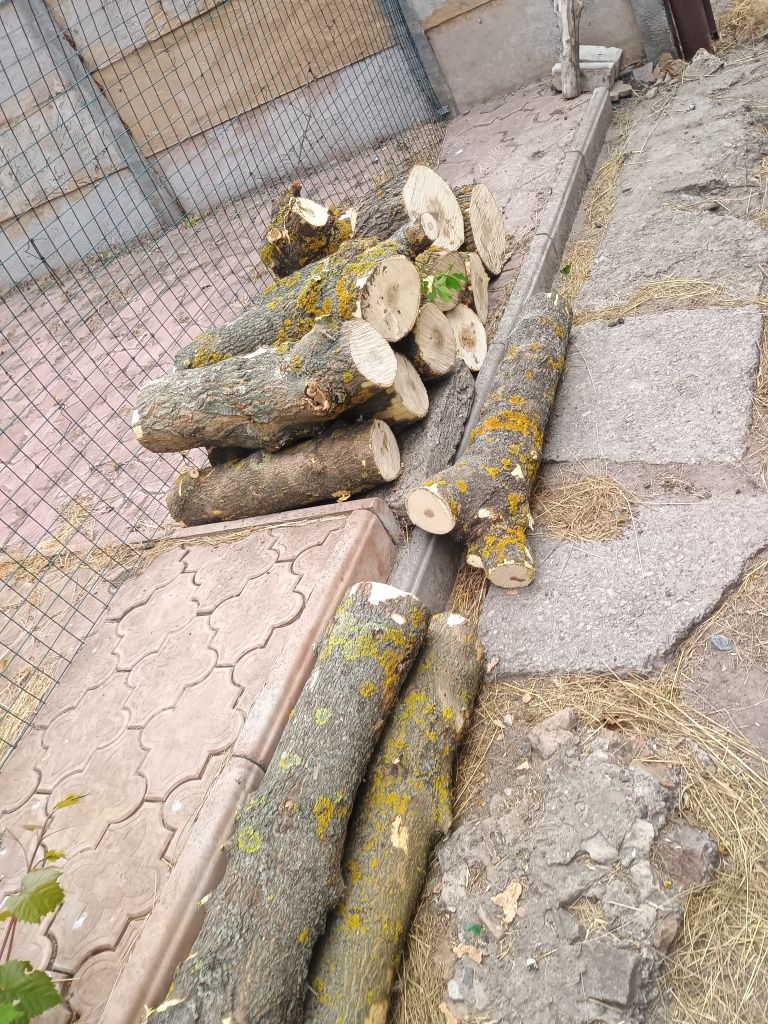 Продам дрова різних порід