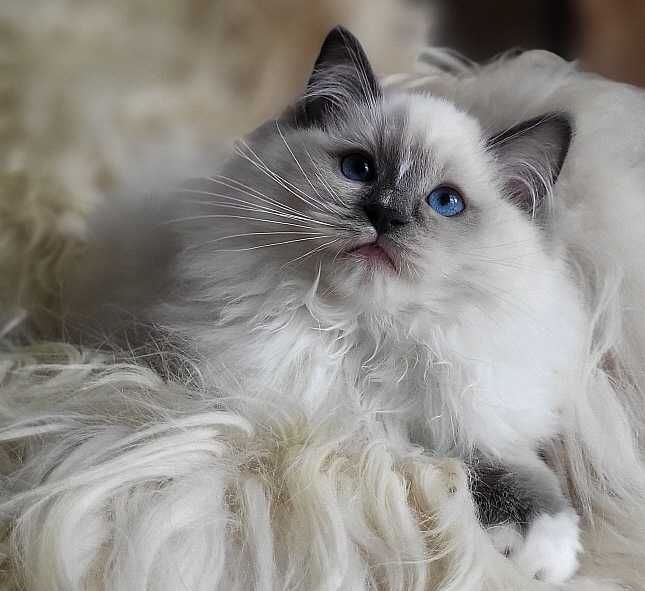 Kocurek ragdoll z rodowodem, już do odbioru:)