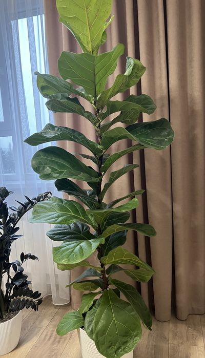 Фікус Лірата 180 см. висота
