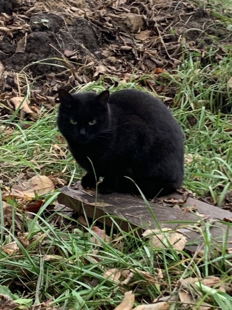 Черная кошка котенок