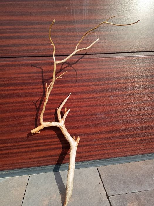 Ładny, średni naturalny korzeń do akwarium