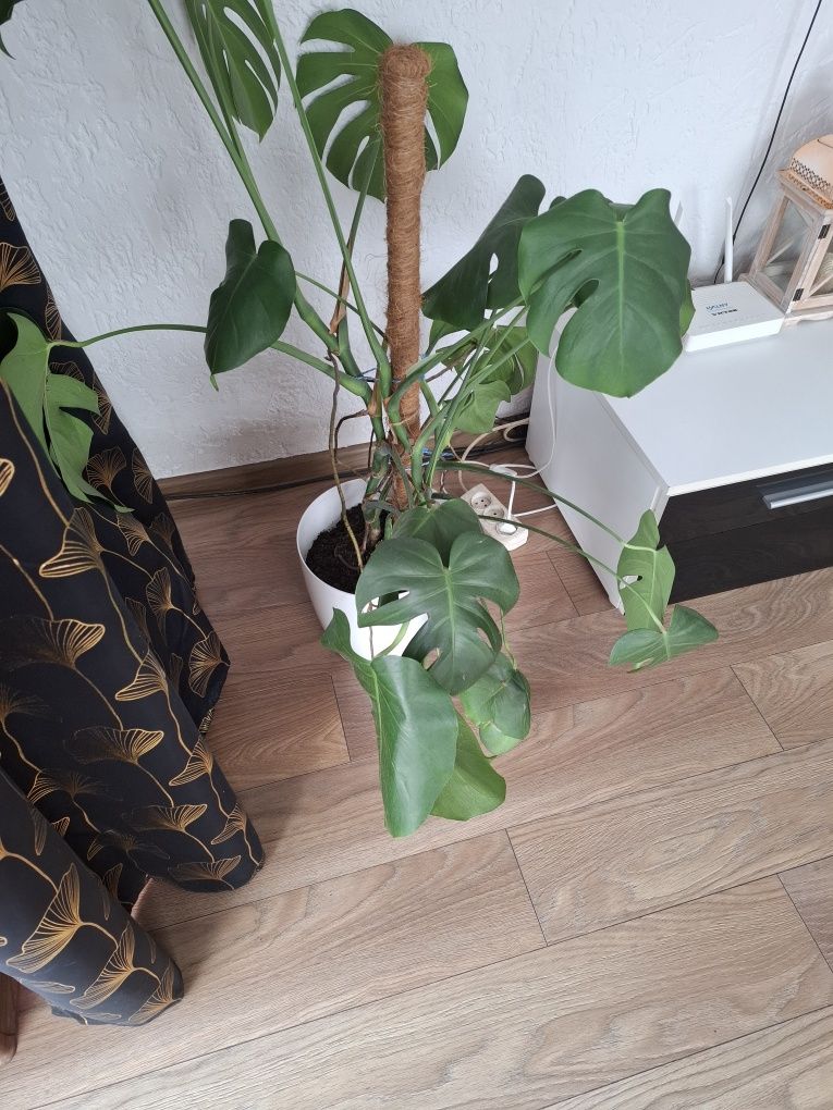 Monstera duża z doniczką i palikiem babmusowym