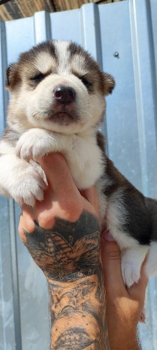 Красивий чистокровні