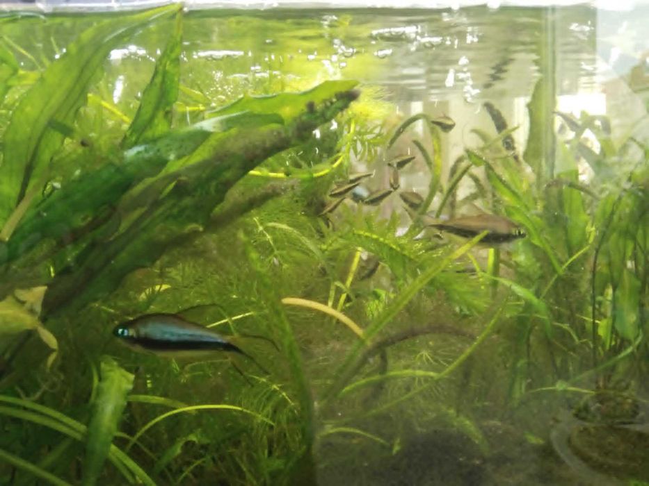 tetra cesarska 15sztuk