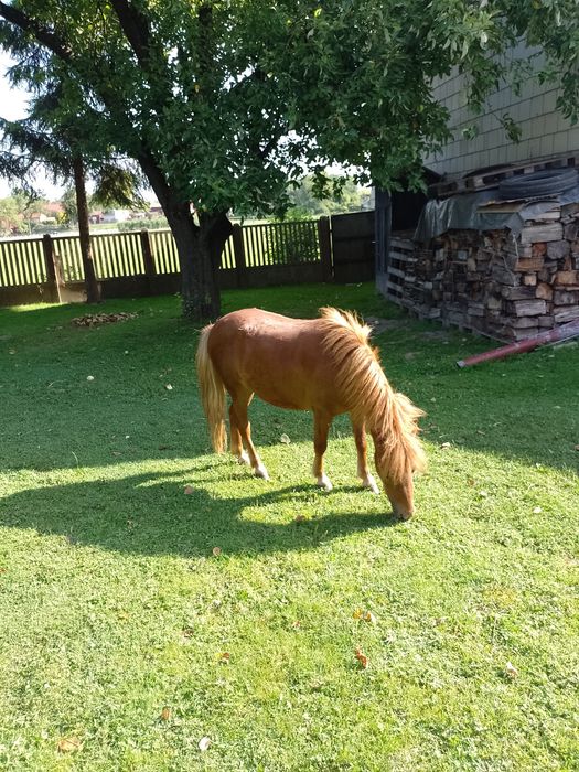 Klaczka kucyk sprzedam lub zamienię