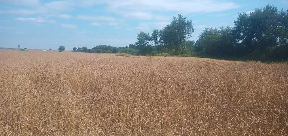 Mąka orkiszowa bio typ 500 - 10 kg