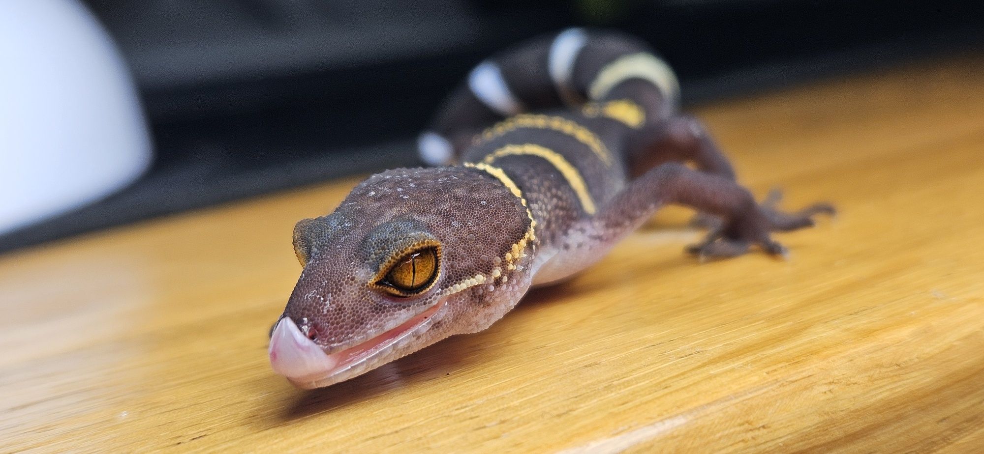 Samiec Goniurosaurus hainanensis CB 2024 - gekon chiński