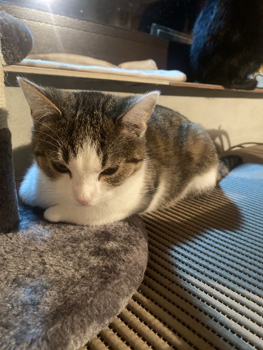 Kotka półroczna do adopcji za darmo