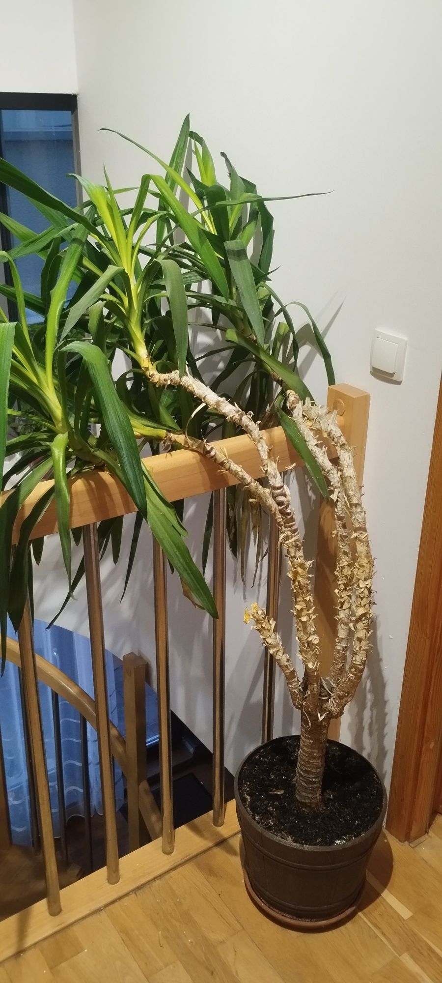 Juka. Ponad 170 cm.