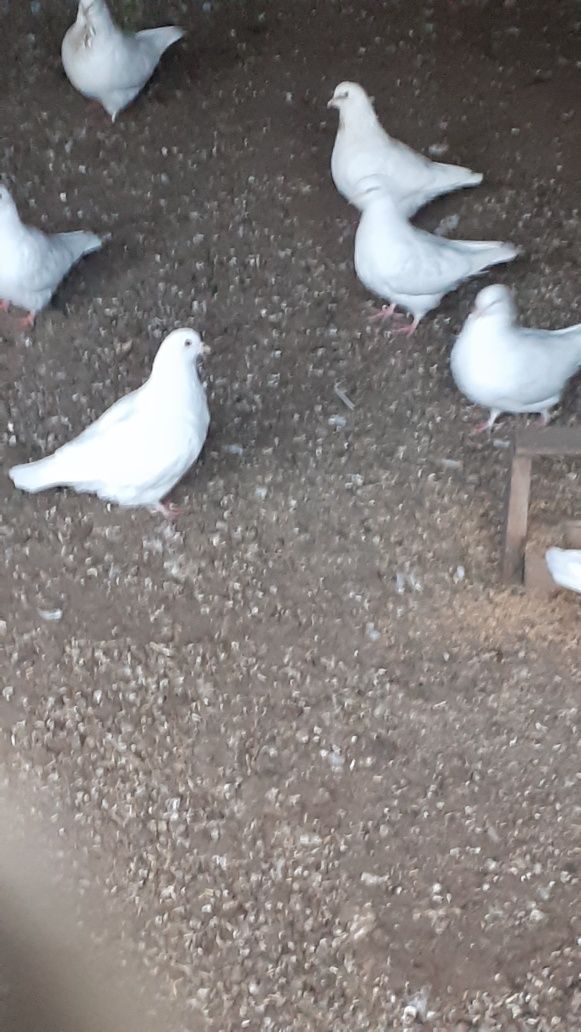 Продам голубей Магдены