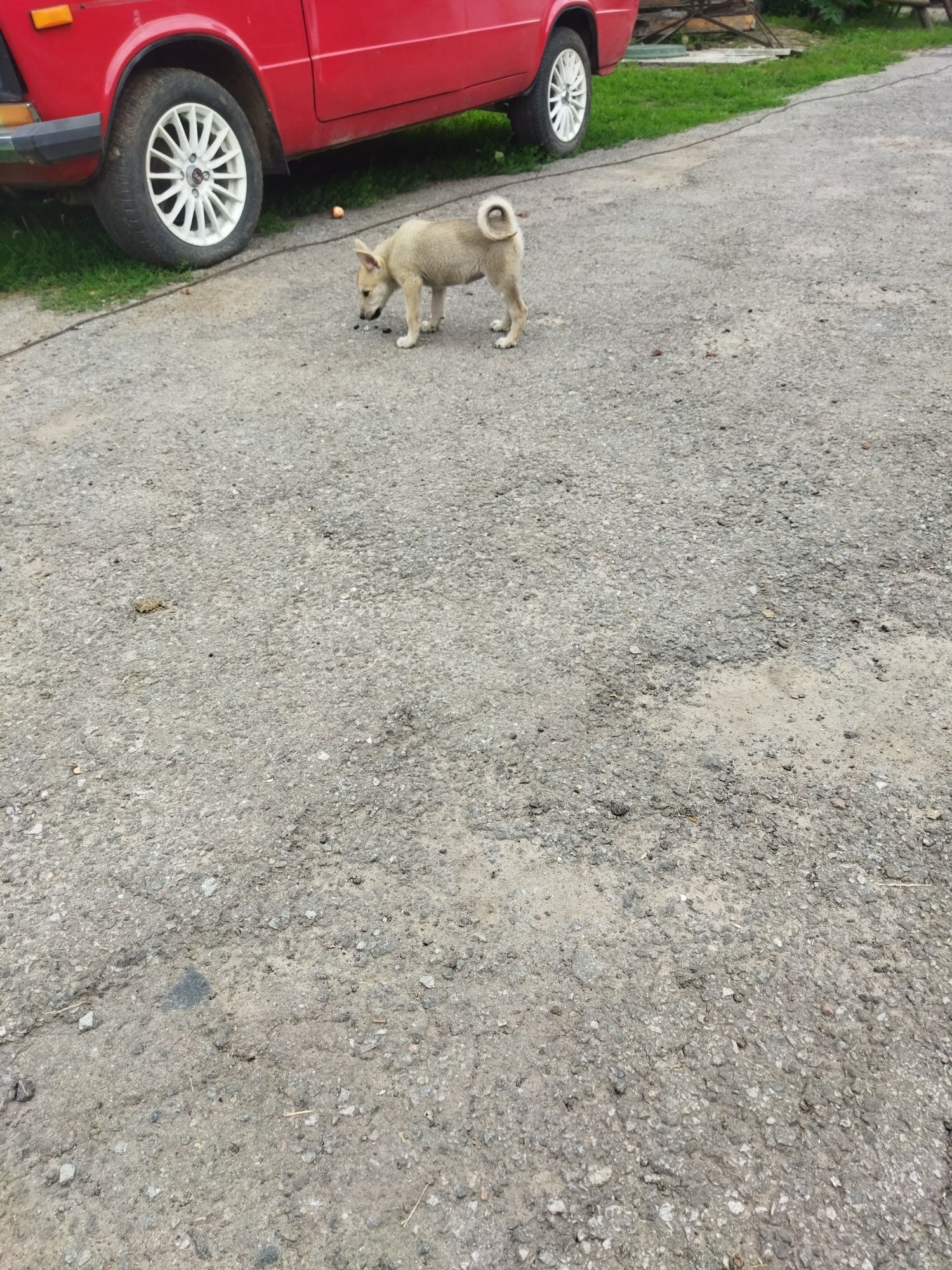 Продам щенят західно сибірська лайка