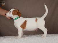 Jack Russell Terrier ZKwP FCI piesek k.włos