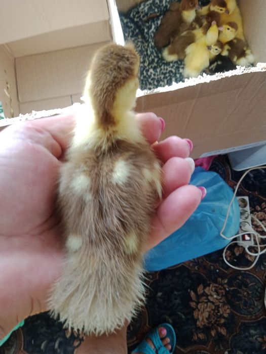 Продам каченят шепунів