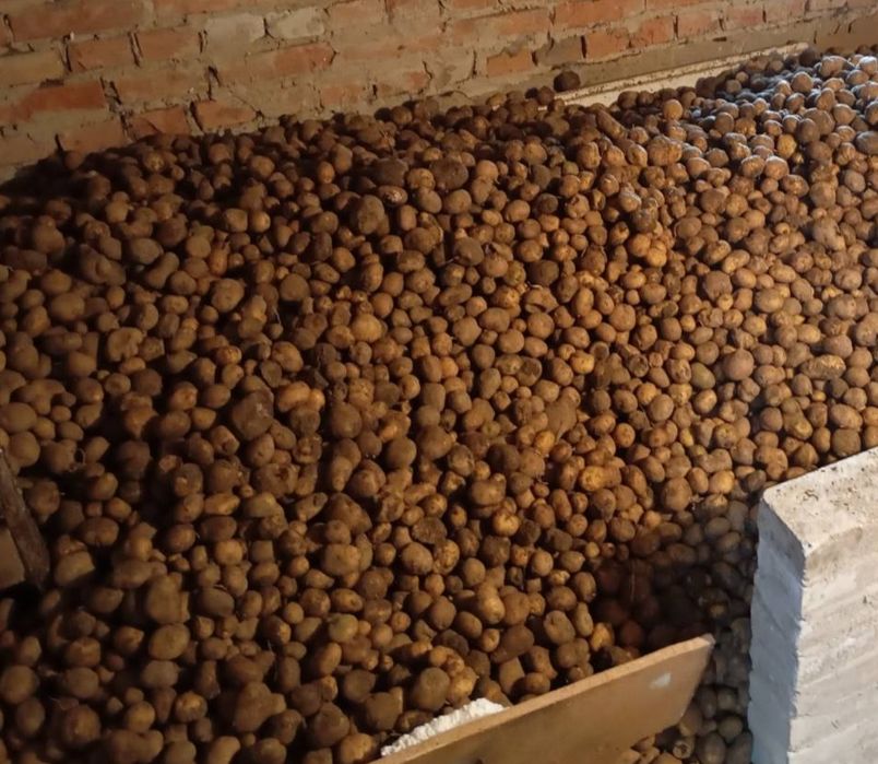 Продаю дрібну картоплю...
