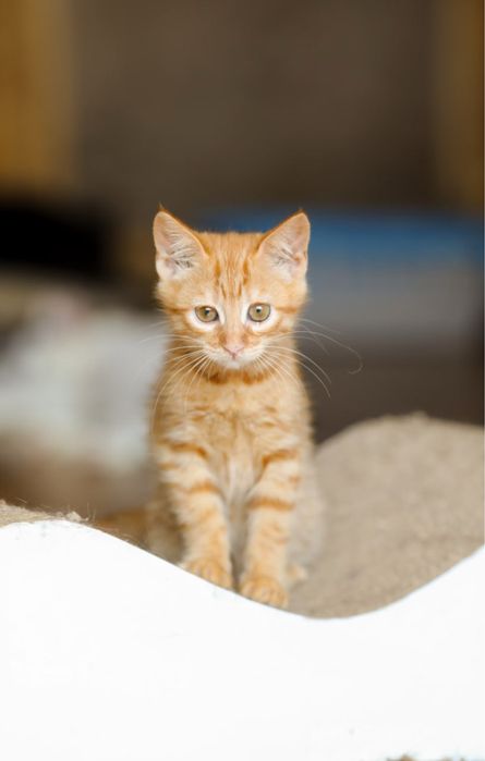 Геля - рыжая кошка, 3 мес, кот, котенок