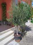 Oliveiras para jardim