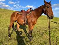 Sprzedam wałacha AQH American Quarter Horse