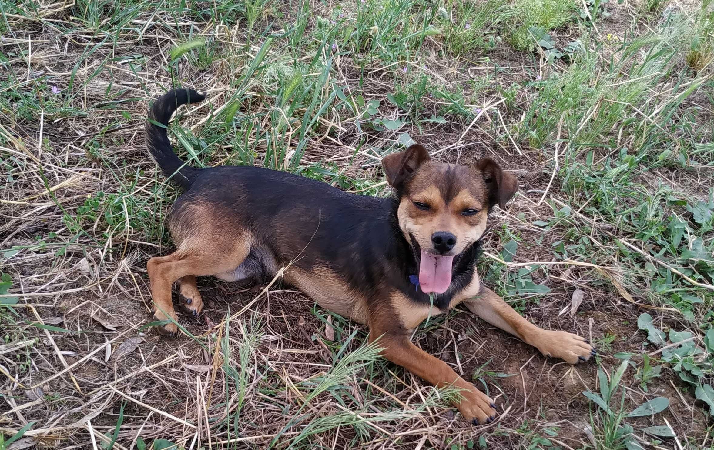 cachorrinho  muito dócil para adoção