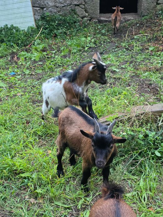 Vendo Cabras Anãs – Ideais para Companhia e Quintal