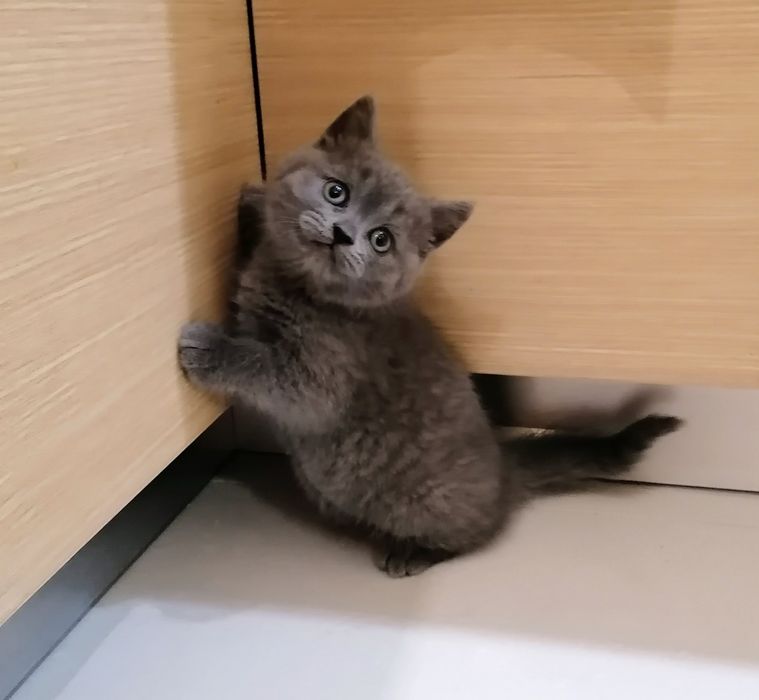 Gatinha British Shorthair Azul