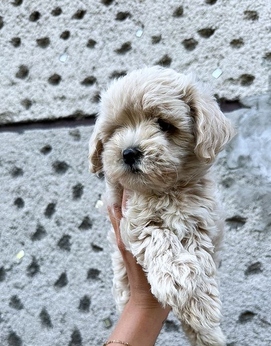 Maltipoo Sunia urocza