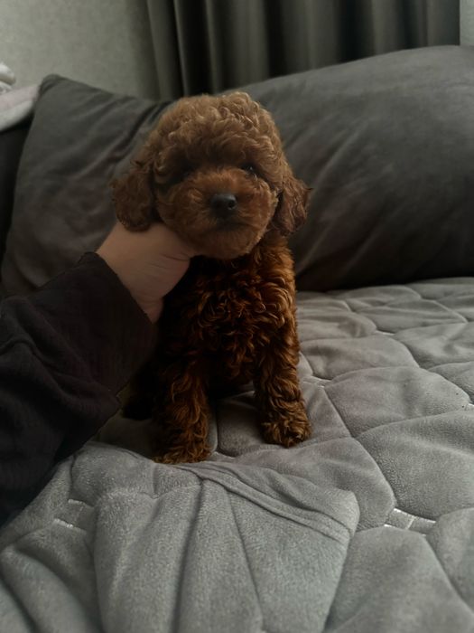 Неймовірно вродлива дівчинка той пудель ред браун міні