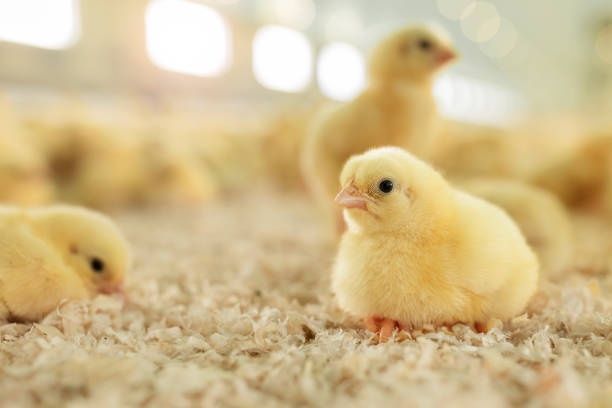 Продаю курчата,качки,гуси,індики,бройлер від 3 кг,кури несучки