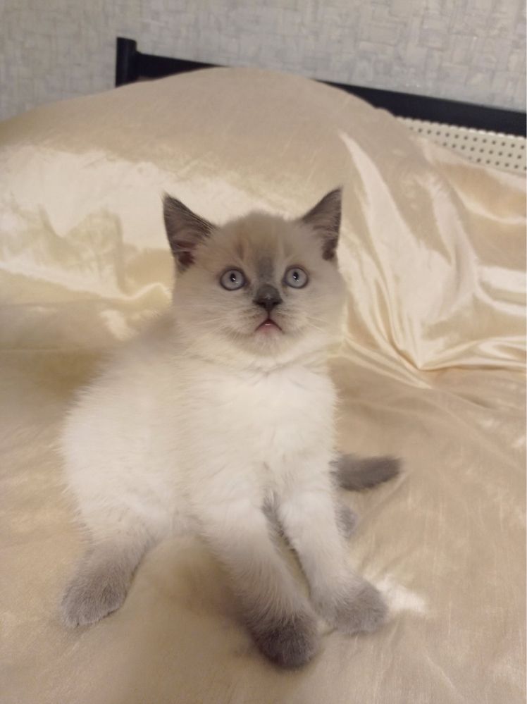 Породистые Котята британские