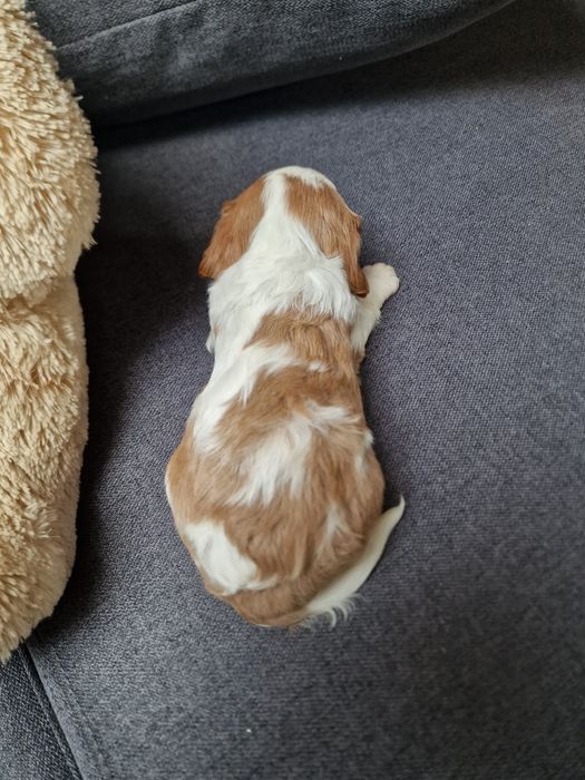 Хлопчик Кавалер Кінг Чарльз спаніель FCI- КСУ