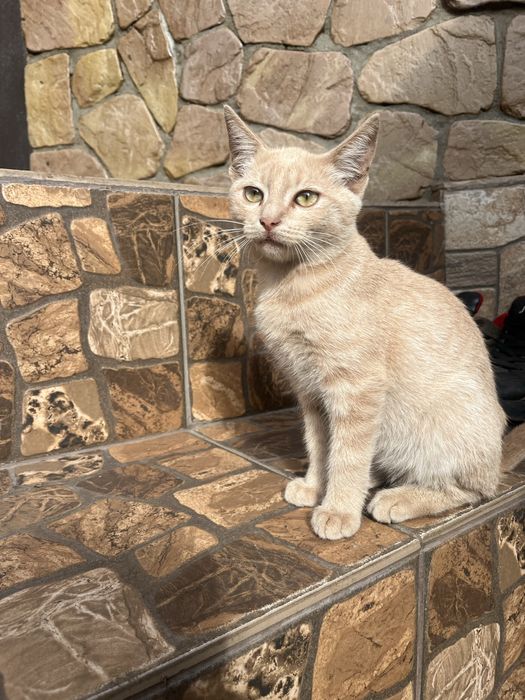 Віддамо котиків в добрі руки