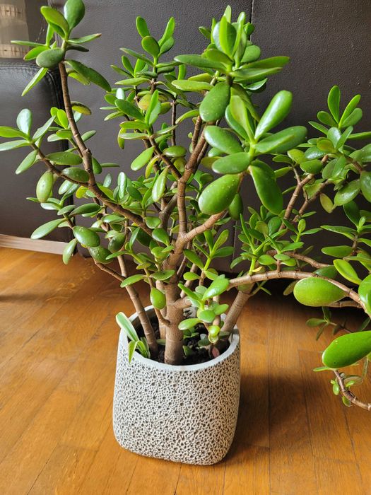 Kwiat doniczkowy drzewko szczęścia 45-50 cm,doniczka produkcyjna
