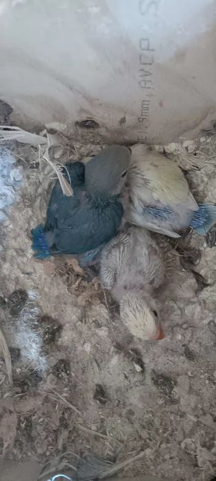 3 Agapornis para criar mão 20€ cada