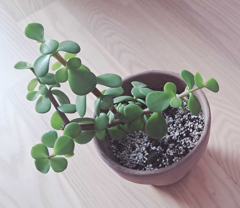 Portulacaria afra drzewko szczęścia bonsai