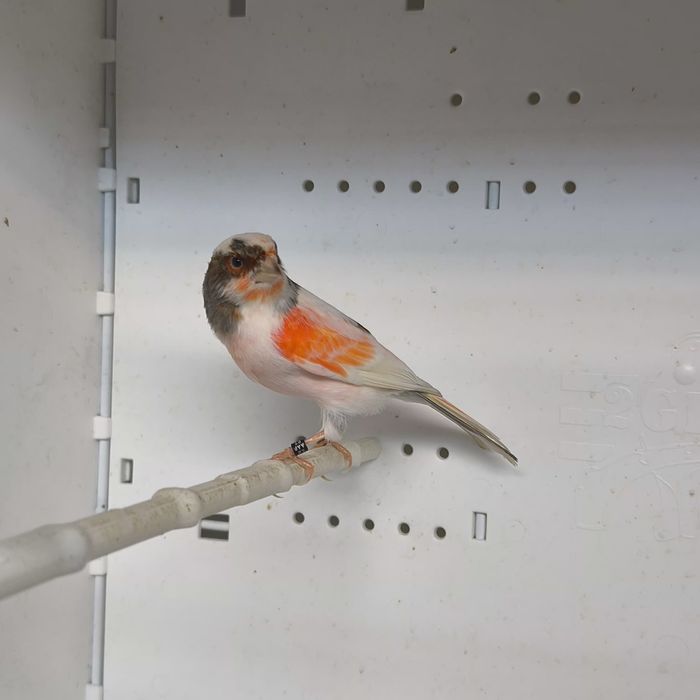 Arleiquem português