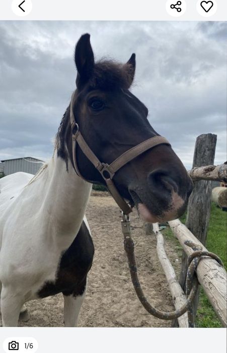 Sprzedam klacz huculską -źrebna