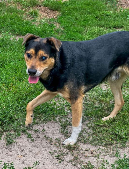 Kobiś szuka kochającego domku