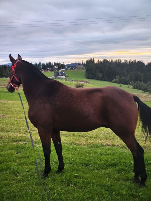 Sprzedam konia małopolski