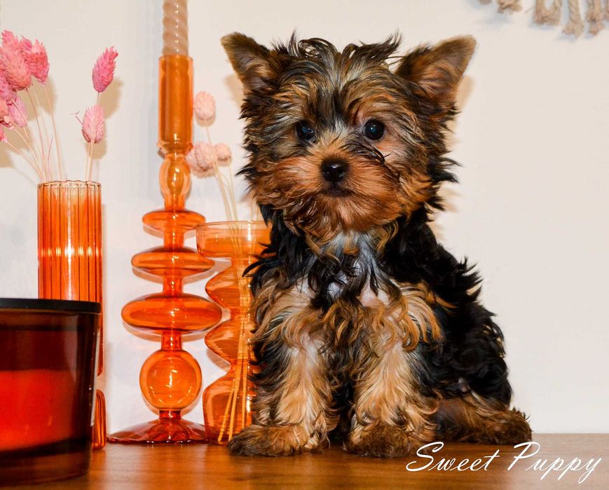 Szczenię York Yorkshire Terrier