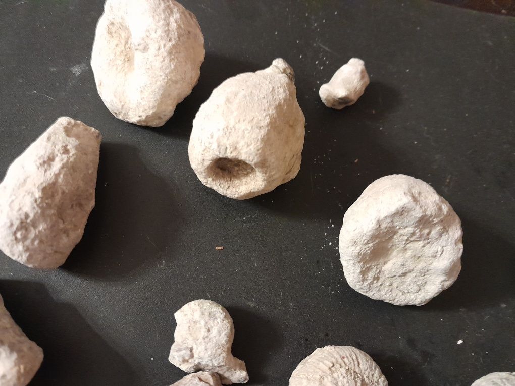 Skamieniałości, gąbki, Małż, amonit, zestaw Jura, skamieliny