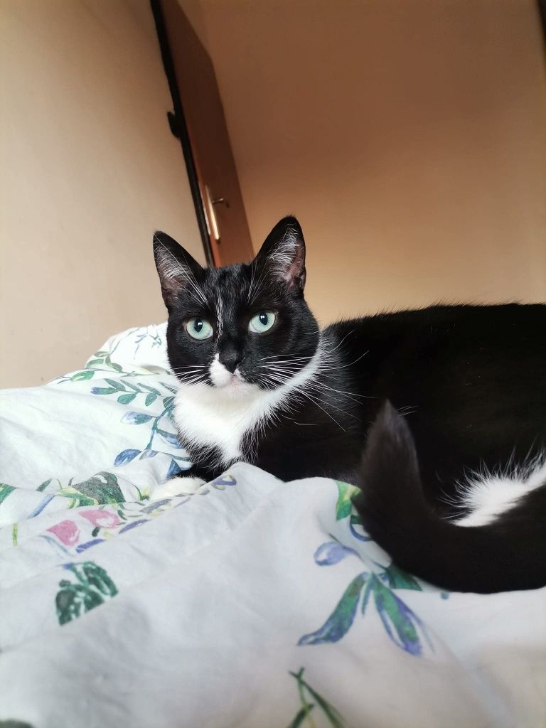 kotka do adopcji