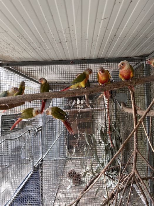 Pyrrhuras molinae pineapple sexadas