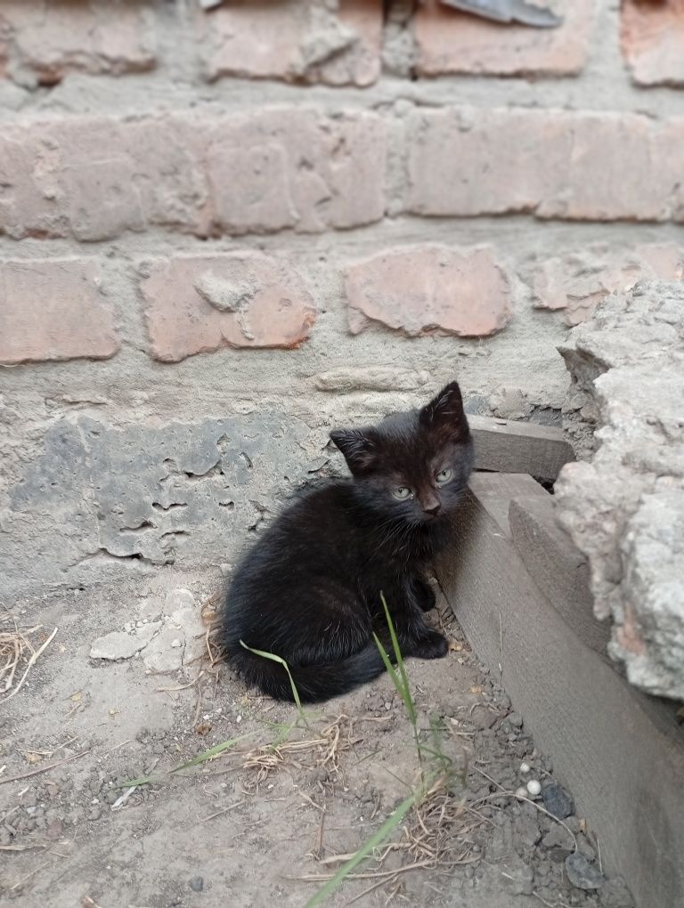Віддам в добрі руки котиків